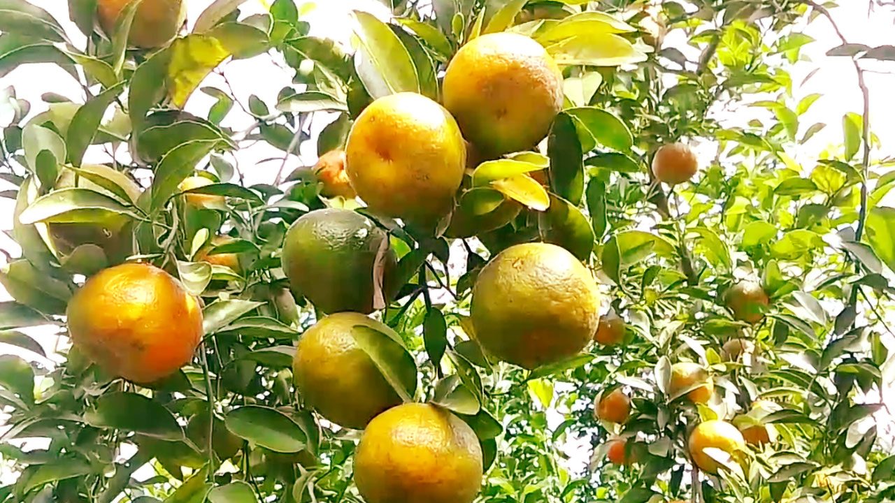 দেশি-বিদেশি ফল উৎপাদনে সফল মেহেরপুরের চাষিরা