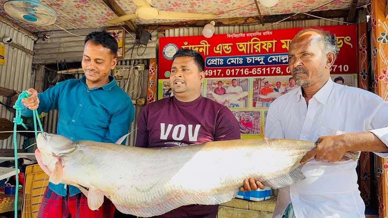 পদ্মার এক বোয়াল ৫২ হাজারে বিক্রি