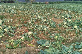 মেহেরপুরে দাম না পেয়ে জমিতেই নষ্ট হচ্ছে ফুলকপি, লোকসানে কৃষক